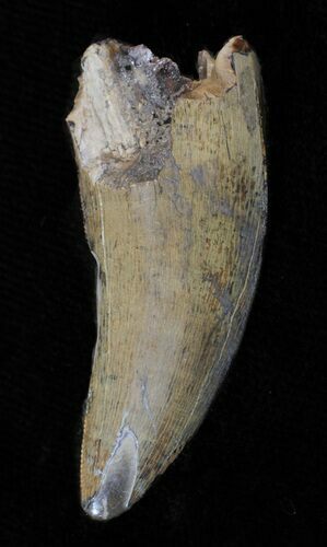 Tyrannosaur Tooth - Judith River Formation, Montana #63014